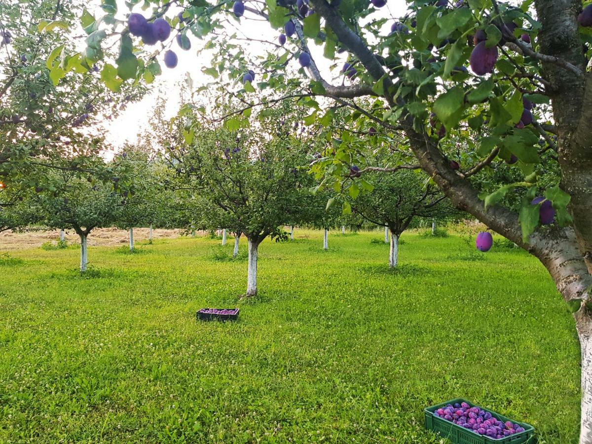 Green Apartments Kursumlija Dış mekan fotoğraf